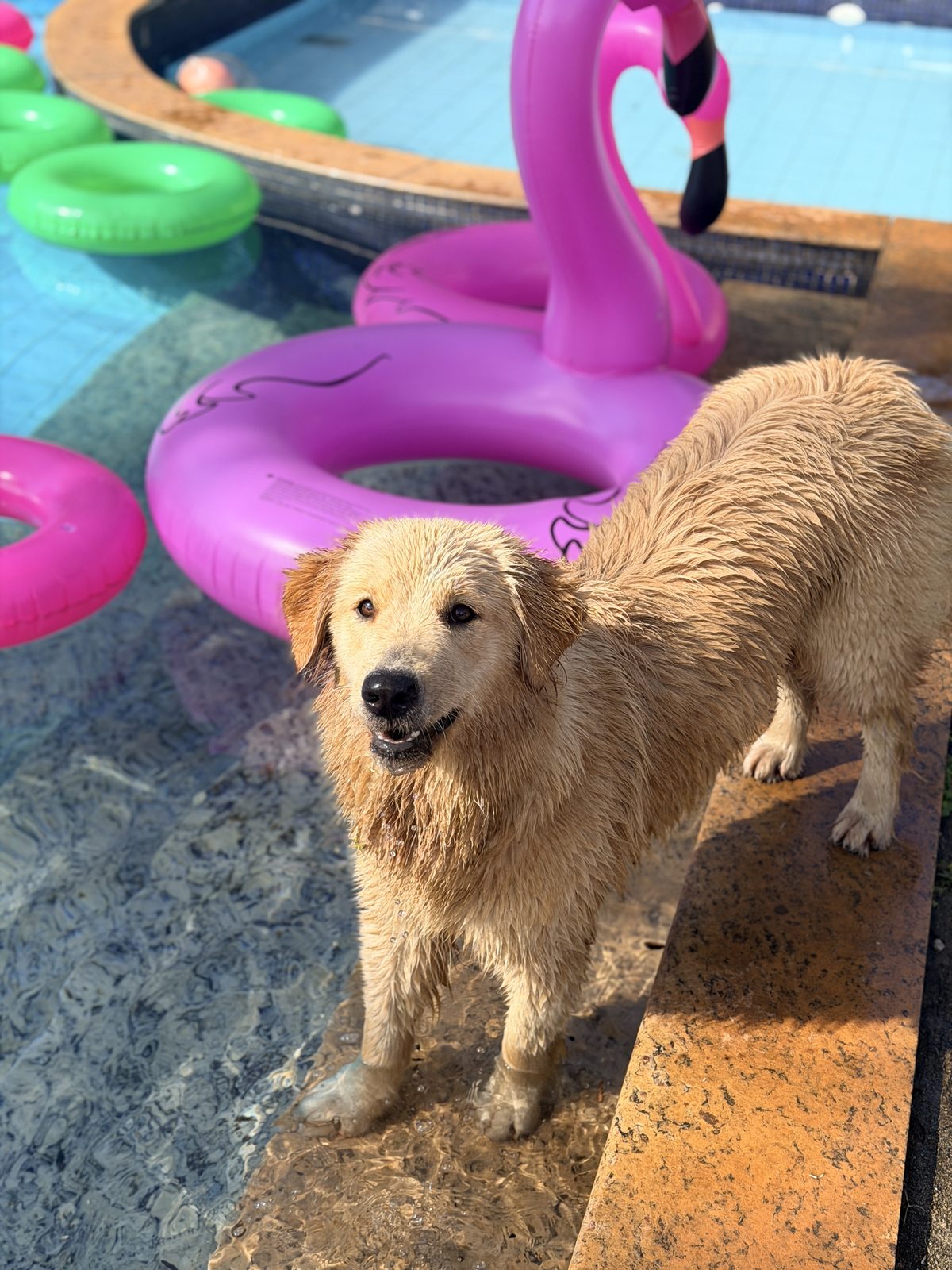 Cão feliz e saudável à beira da piscina
